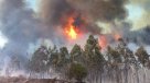 Bomberos combate nuevo incendio forestal en Constitución