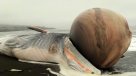 Ballena varada con gran protuberancia causa expectación en Pelluhue