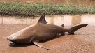 Ciclón arrastra a tiburón hasta la calle en Australia