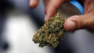 Uruguay venderá marihuana en farmacias durante las 24 horas del día