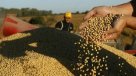 Proyecto de semillas transgénicas de Monsanto en Paine está a un paso de ser aprobado
