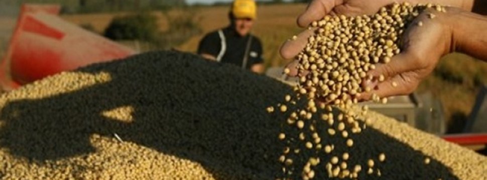 Proyecto de semillas transgénicas de Monsanto en Paine está a un ... - Cooperativa.cl