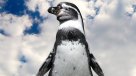 Pingüinos chilenos \