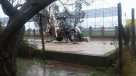 Desborde de canal de regadío anegó estadio municipal en Talca