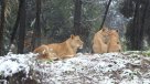 Así reaccionaron los animales del Buin Zoo a la nevazón