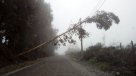 Talarán 55 mil árboles en el Maule para limpiar las líneas eléctricas