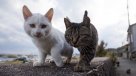 Muere japonesa contagiada del virus SFTS por un gato