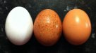 Alerta alimentaria en Holanda por huevos contaminados con pesticida tóxico