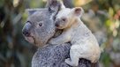 Nació una koala blanca, espécimen extremadamente raro
