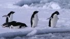 La Historia Es Nuestra: Cómo murieron miles de crías de pingüinos en Antártica