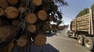Constitución: Forestal Arauco detuvo su producción por bloqueo de camioneros