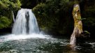Cierran senderos en Parque Nacional Puyehue por peligro de hanta virus