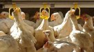 Corea del Sur sacrificará 197.000 pollos tras nuevo caso de gripe aviar