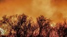 Incendios forestales consumen cerca de 200 mil hectáreas en Mendoza