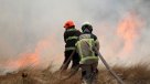El Maule: Conaf cifra en 221 los incendios forestales en lo que va de temporada