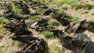 Macabro hallazgo: Encontraron 34 cóndores muertos en Mendoza