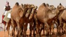 Camellos descalificados por uso de bótox en concurso de belleza