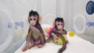 Zhong Zhong y Hua Hua, los primeros monos clonados con mismo método que Dolly