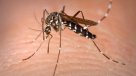 Preocupación en Paraguay por expansión de un brote de dengue