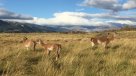 Bachelet firmó creación de la Red de Parques de la Patagonia: Contempla 4 millones de hectáreas