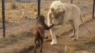 Perro labrador quedó atónito frente al galante saludo de un león blanco