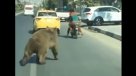 Un enorme oso pardo huyó asustado y perdido por las calles de Irak