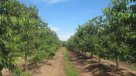 Maule: Frutícolas culpan al cambio climático de problemas en cuaja de frutos rojos
