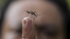 Lactante de dos meses es la tercera víctima del dengue este año en Paraguay