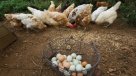Francia prohibirá la venta de huevos de gallinas criadas en jaulas