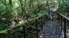 Ocelotes, pumas y jaguares en carrera por no desaparecer del trópico panameño