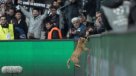 Un tierno gato se robó la película durante el duelo de Besiktas y Bayern Munich