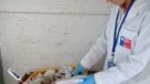 Dos personas intoxicadas por comer mariscos con marea roja en Chépica