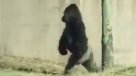 Gorila causa furor en redes sociales por actuar como humano