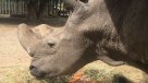 Sacrifican a último rinoceronte blanco macho del mundo tras agravamiento de enfermedad