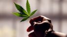 Senda confirmó que Gobierno de Piñera respalda proyecto sobre uso medicinal de cannabis