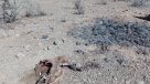 Interponen querella por cacería de guanacos en Atacama