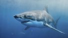 Ataque de tiburones obligó a suspender Liga Mundial de surf