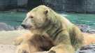 Murió Inuka, el único oso polar nacido en el trópico