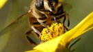 Unión Europea restringe el uso de pesticidas dañinos para las abejas