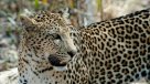 Un leopardo atacó y se comió a un menor de tres años cuando su niñera lo descuidó