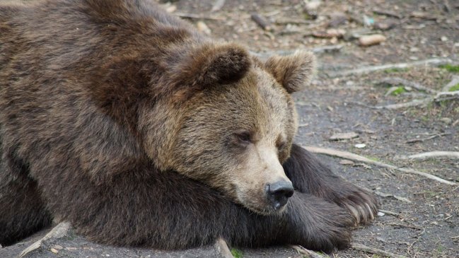  Declaran amenazada al oso grizzly de Yellowstone  