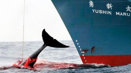   Activista contra caza de ballenas: 