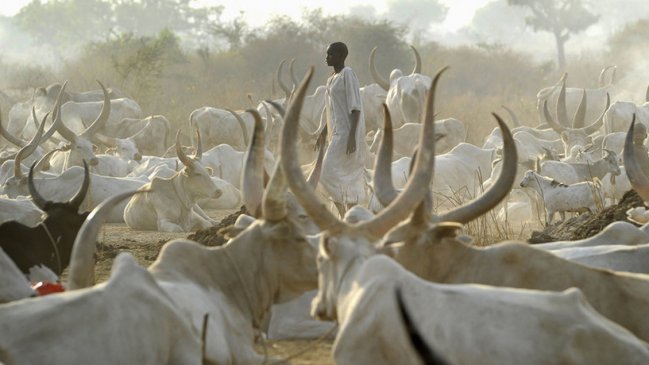  Sudán del Sur se baña de sangre por los robos de vacas  