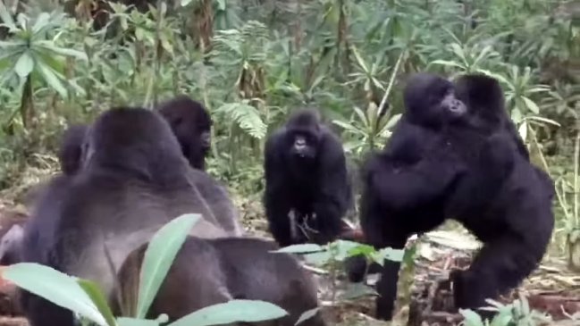  Gorilas realizaron emotivo funeral a compañeros muertos  