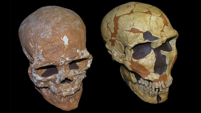  Nuestros ancestros se mezclaron con cinco grupos arcaicos, según estudio  