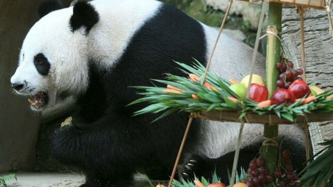  Oso panda embajador de China en Tailandia falleció a los 19 años  