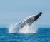 Hablando de...: El aumento de los avistamientos de ballenas en las costas chilenas
