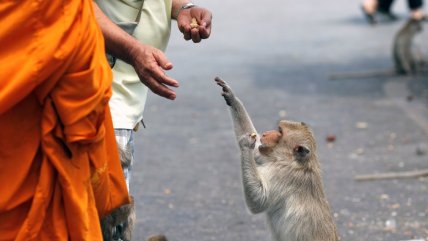   Falta de turistas y alimentos obliga a esterilizar monos en Tailandia 