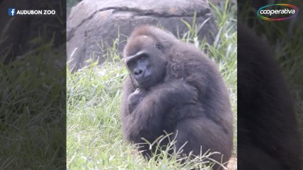   Esperanzador: Nace cría de gorila occidental en peligro crítico de extinción 