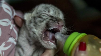   Nace por primera vez un tigre blanco de bengala en zoológico de Nicaragua 